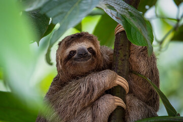 Close up of three toed sloth smiling in jungle tree in Costa Rica - obrazy, fototapety, plakaty