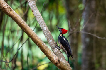 Lineated woodpecker in tree in Costa Rican rainforest