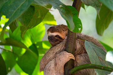 Smiling Three Toed Sloth in tree in Costa RIca