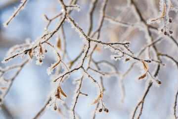 Winter. Delicate branches covered with frost.