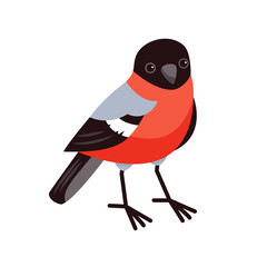 A cute bullfinch in a cartoon style is standing isolated on a white background. Winter birds.