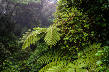 Gian Fern leaves in the Cloud Forest of Costa Rica