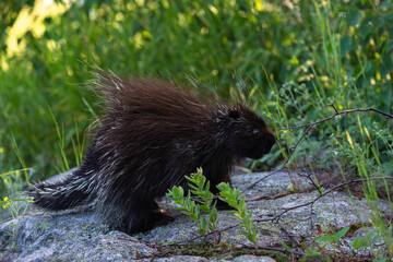 Porcupine (Erethizon dorsatum) photographied at Port-au-Persil in the Charlevoix area, Province of Quebec.