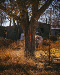 Tree in the middle of a ghost town in the fall