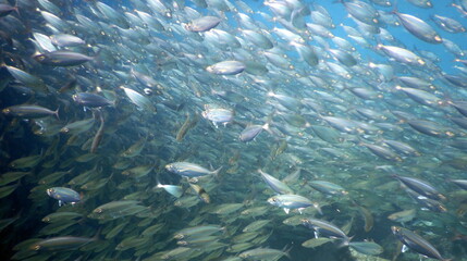 Fototapeta na wymiar Costa Rica Pacific sea life