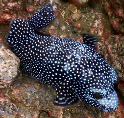 Costa Rica Pacific sea life