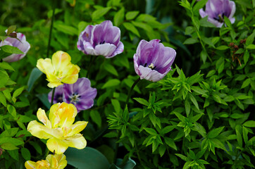 Fototapeta premium Beautiful tulip flowers blooming in a garden. Beauty tulip plant in the spring garden in rays of sunlight in nature. Blur background with bokeh image, selective focus