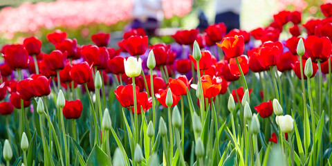 Beautiful tulip flowers blooming in a garden. Beauty tulip plant in the spring garden in rays of sunlight in nature. Blur background with bokeh image, selective focus