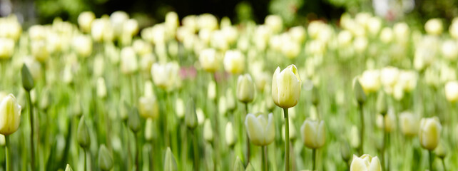 Beautiful tulip flowers blooming in a garden. Beauty tulip plant in the spring garden in rays of sunlight in nature. Blur background with bokeh image, selective focus