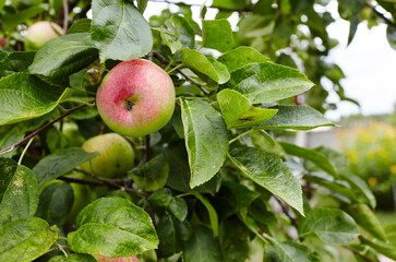 Ripe apples on a tree in a garden. Organic apples hanging from a tree branch in an apple orchard