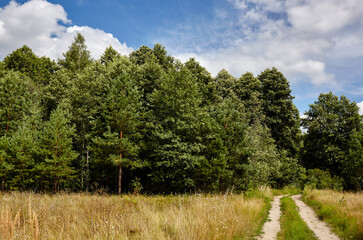 Dense forest against the sky and meadows. Beautiful landscape of a row of trees and blue sky background