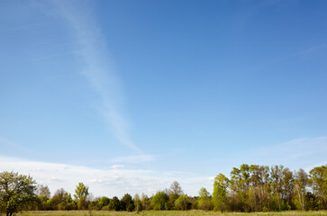 Obraz premium Forest against the sky and meadows. Beautiful landscape of a row of trees and blue sky background