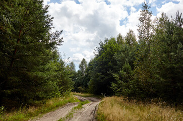 Dense forest against the sky and meadows. Beautiful landscape of a row of trees and road in the forest