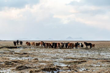 Fototapeta na wymiar Icelandic horses with Westman Islands in background, Iceland