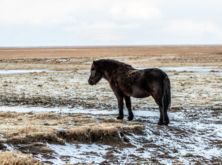 Icelandic horse, Iceland