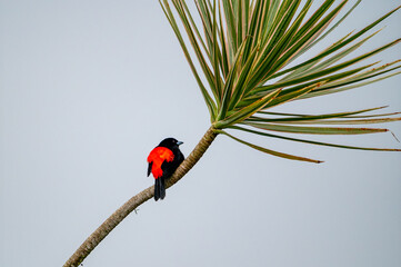 A colorful red bird on a palm branch in Costa Rica