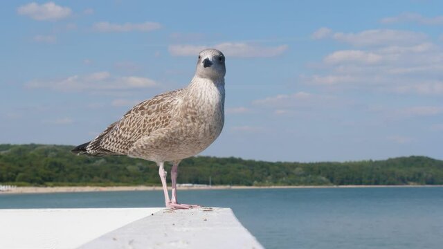 Seagull standing on the pier