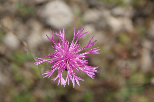 Chaber łąkowy, Centaurea jacea, brown knapweed