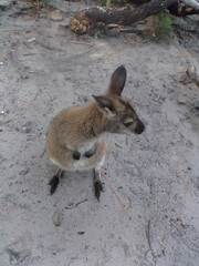 wallabie in Tasmanien