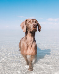 Weimaraner dog at the beach