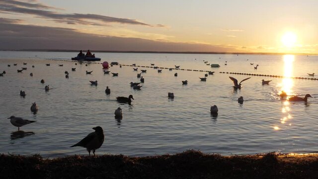 Seagulls on the beach at sunset
