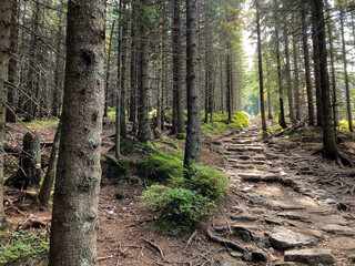 footpath in the woods