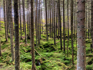 trees in the forest
