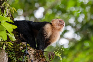 White-Faced or Capuchin Monkey in Costa Rica