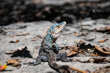 Iguana on the beach in Costa Rica