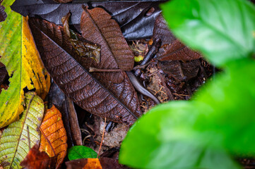 Salamander tail and feet extending out from a leaves on the Rainforest floor.