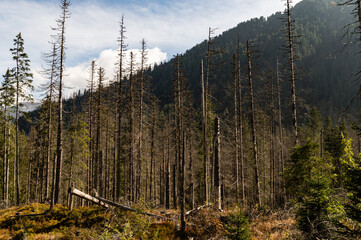 forest in autumn