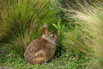 Paramo rabbit, Ecuador