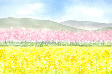 満開の桜と菜の花畑の風景　水彩画