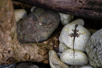 Small lizard on a rock