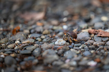 Hermit crab on the rocky beach in Costa Rica