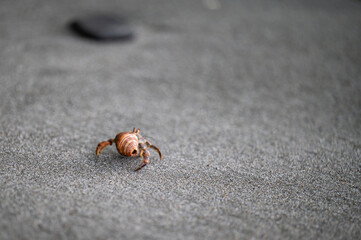 Crabs on the volcanic sand beaches in Costa Rica
