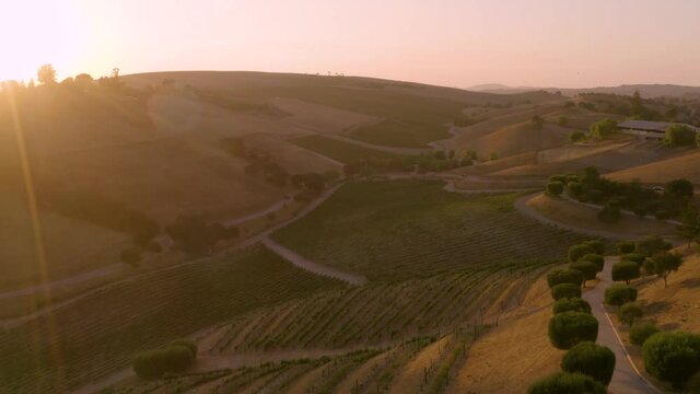 Incredible footage of a natural scenic California vineyard, featuring rolling hills and vast views of incredible lush grapes against a backdrop of golden mountain ranges.