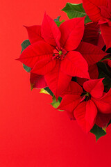 Beautiful Christmas flower Poinsettia close-up on a red background