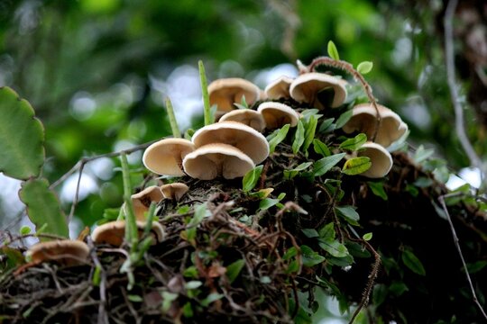planta cogumelo