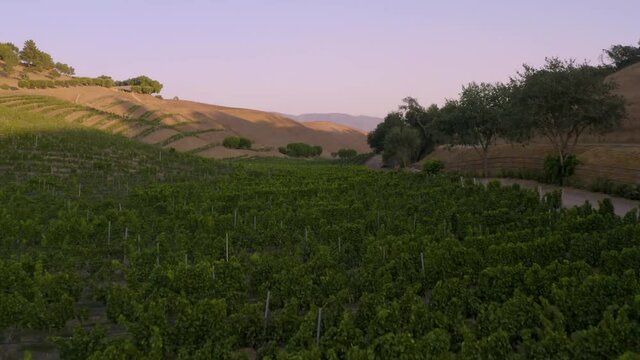 Incredible footage of a natural scenic California vineyard, featuring rolling hills and vast views of incredible lush grapes against a backdrop of golden mountain ranges.