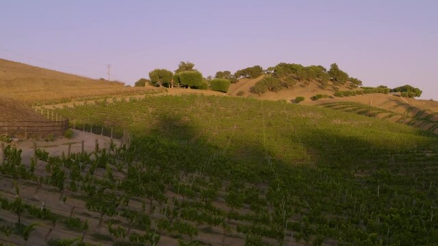 Incredible footage of a natural scenic California vineyard, featuring rolling hills and vast views of incredible lush grapes against a backdrop of golden mountain ranges.