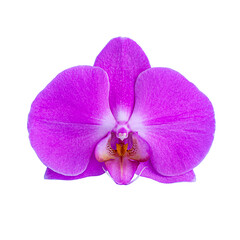 Fototapeta na wymiar purple orchid isolated on white background