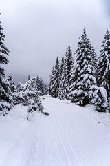Obraz premium Cross country skiing track in Jizera Mountains