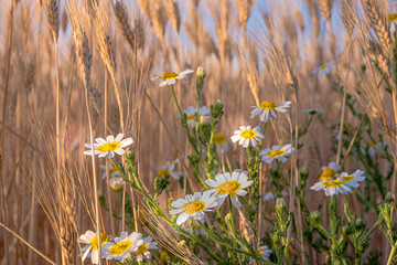 Margherite di campagna.