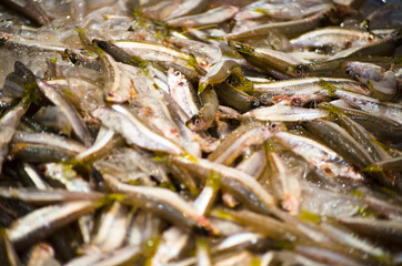 Fresh small fishes freezing on the ice at Sydney fish market.