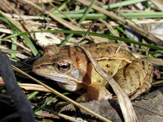 frog on the grass