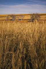 Tall grass overlooking a group of dead trees in a field