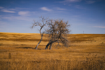 Dead tree in the middle of an empty field with a blue sky