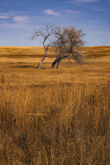 Dead tree in the middle of an empty field
