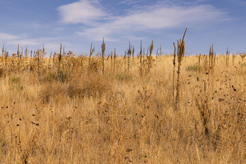 Tall flowers on a field in the plains